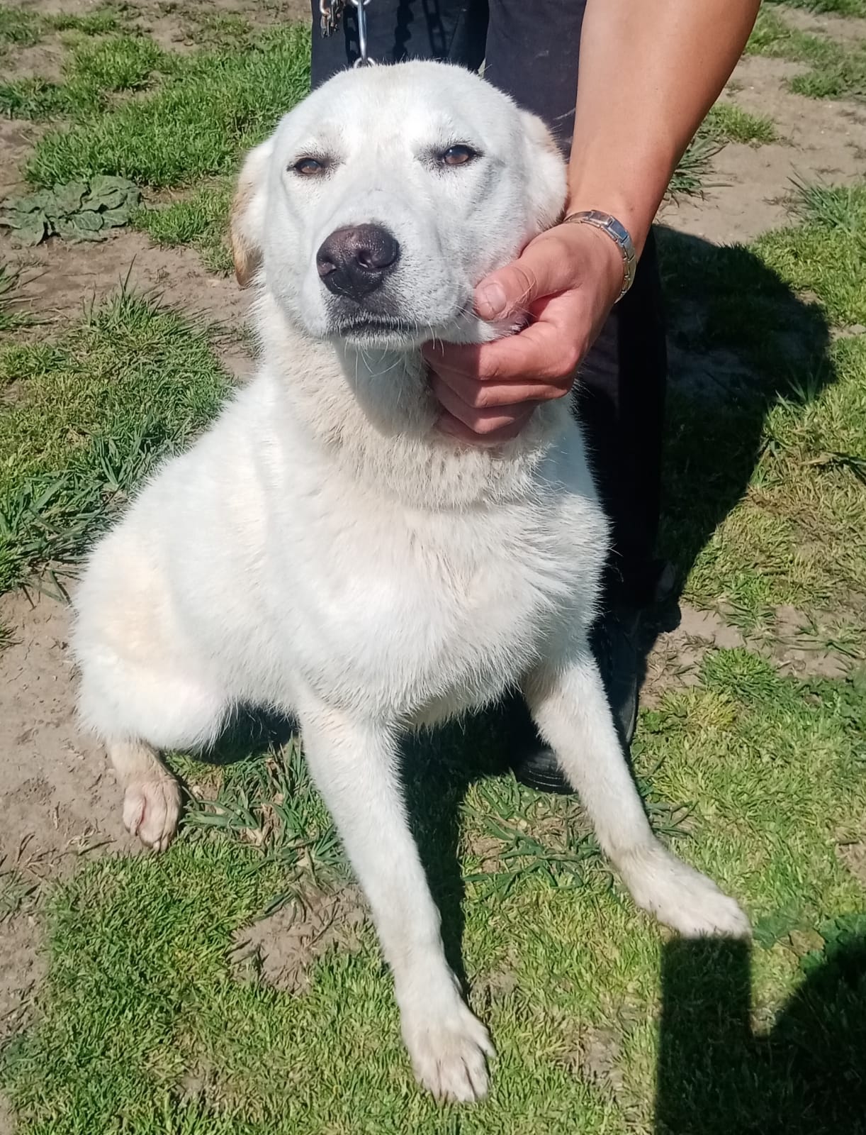Ottavio (Zargo)