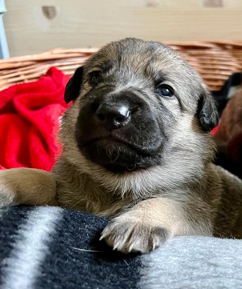 Oskar