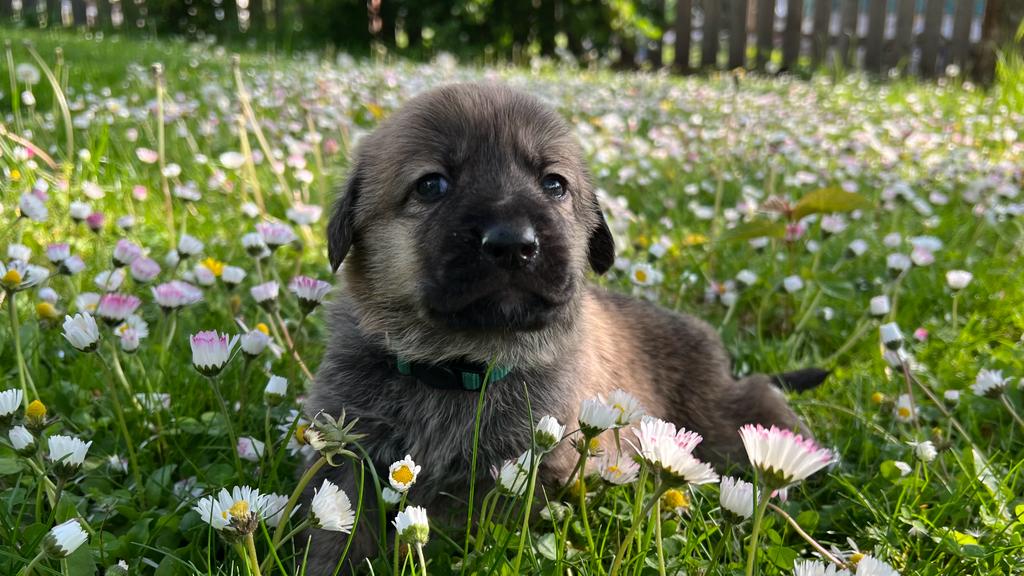 Luca