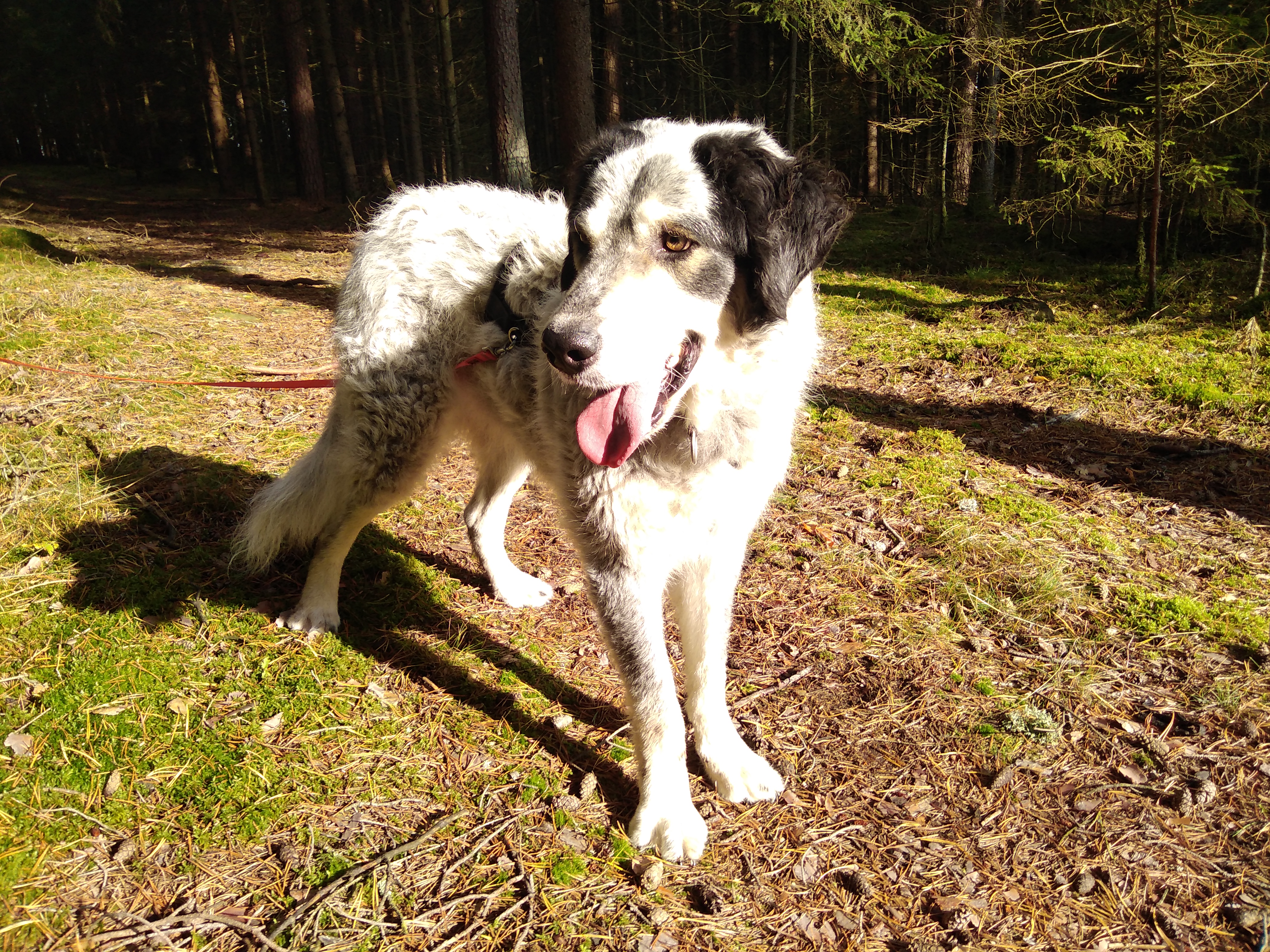 Balu