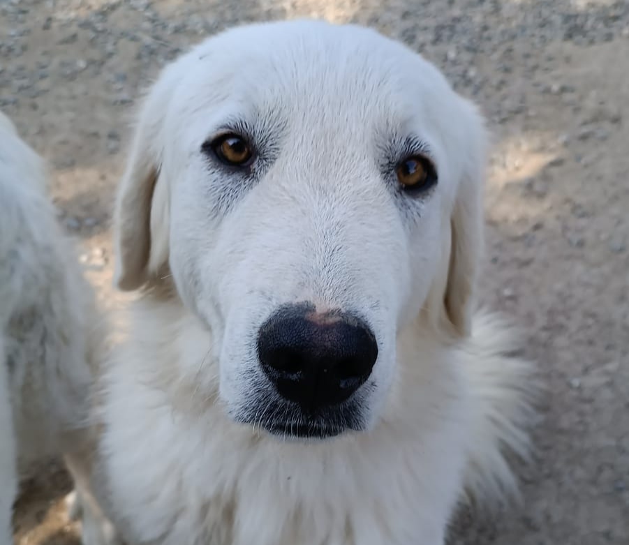 Lola
