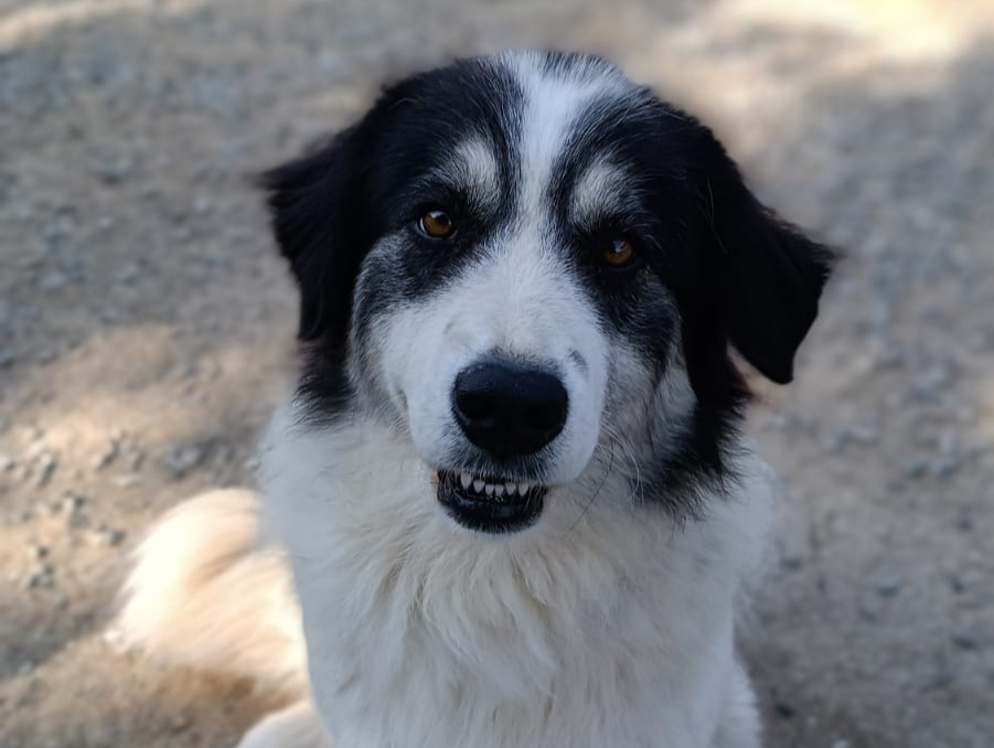 Piccola