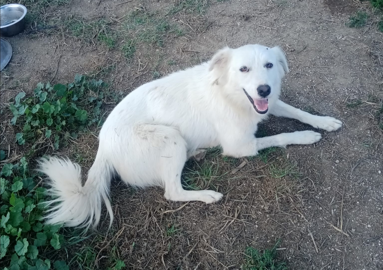 Bimba