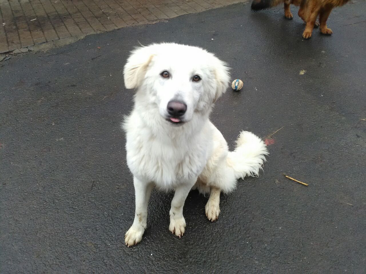 Joey