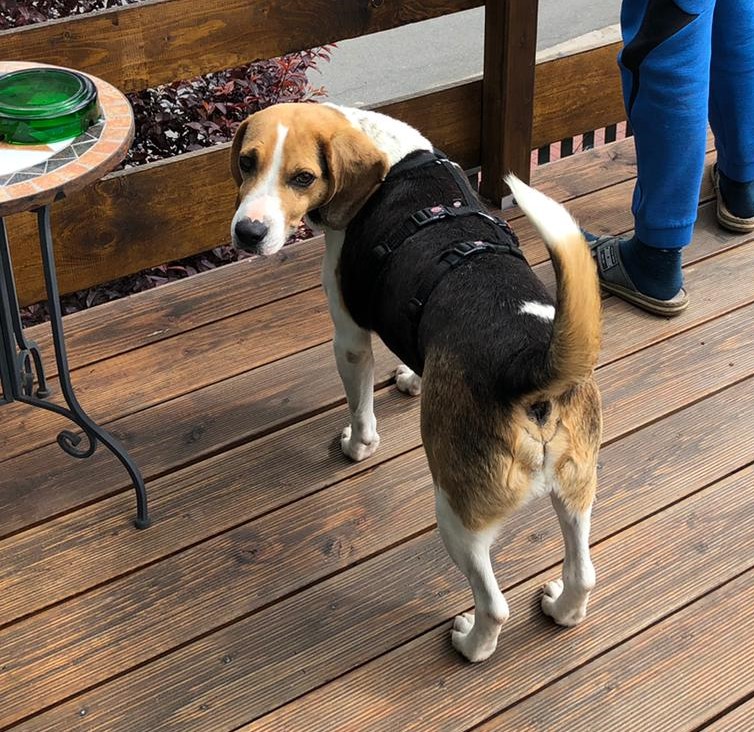 Beagle