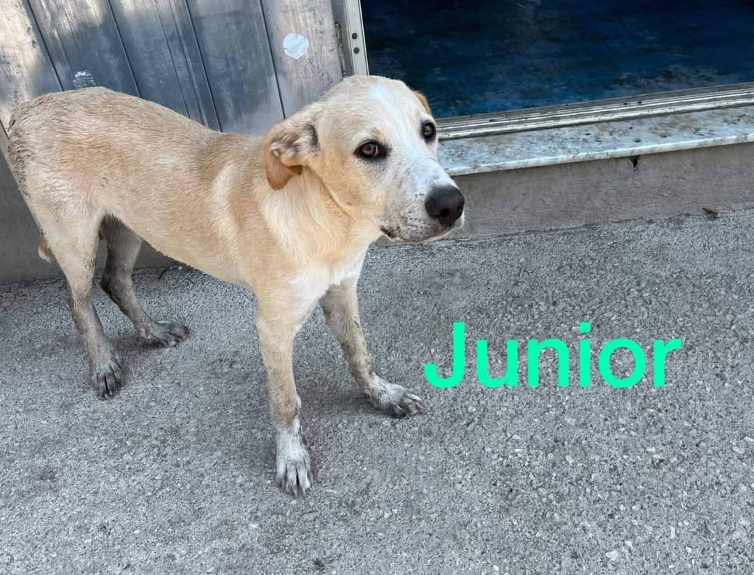 Junior