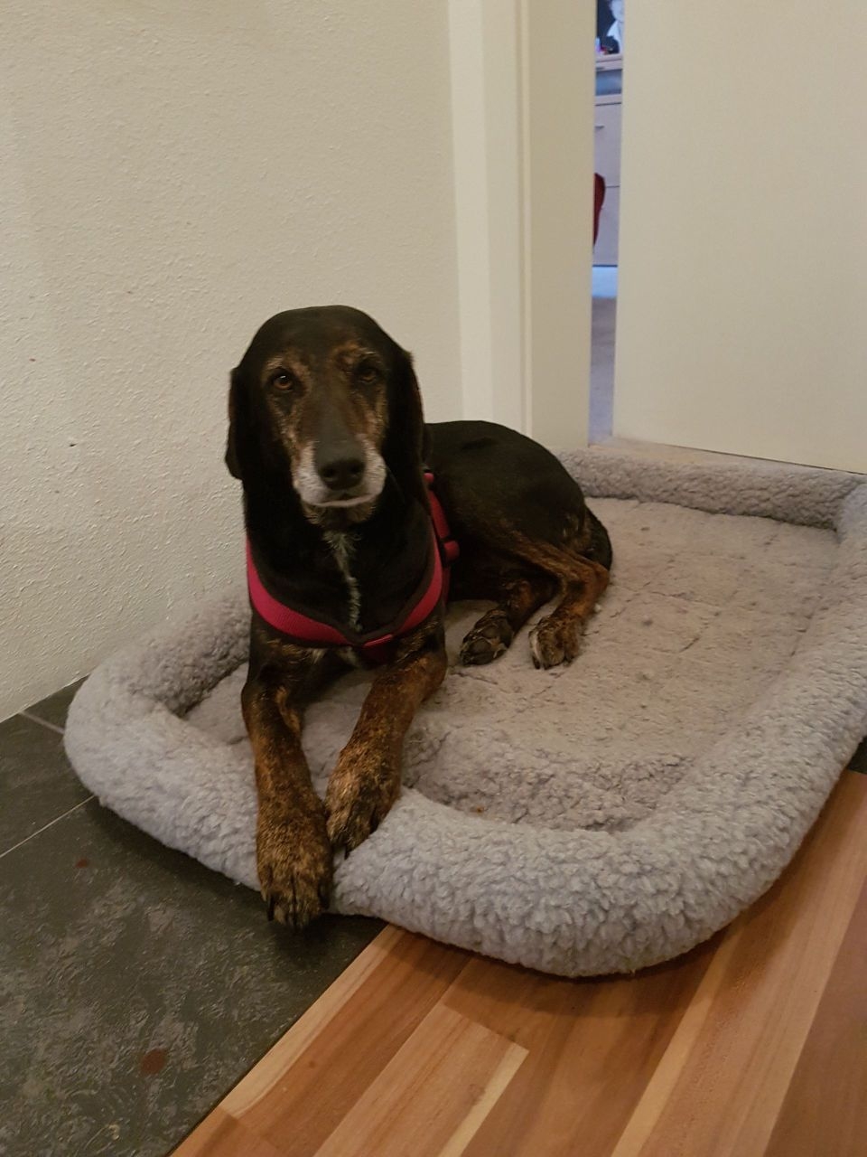 Laika