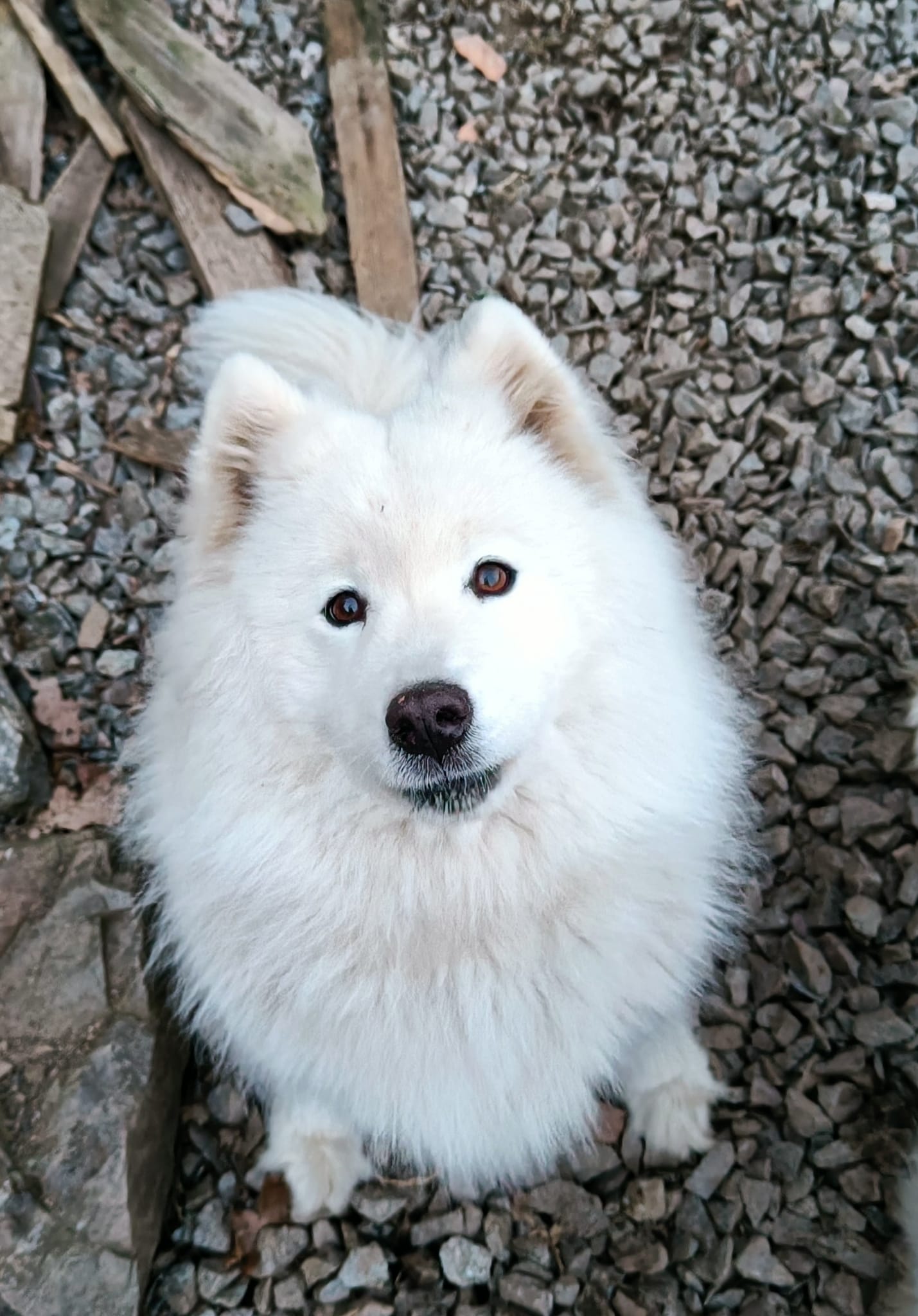 Lili