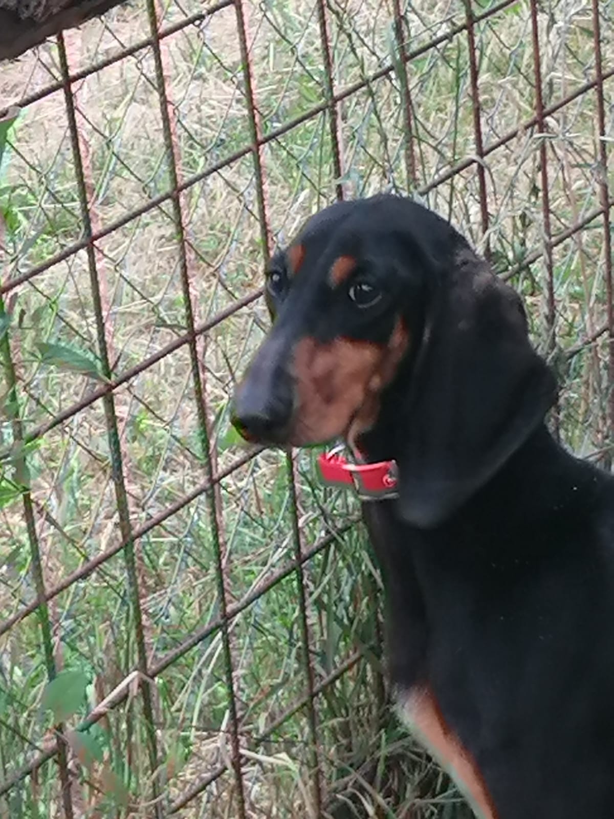 Lola