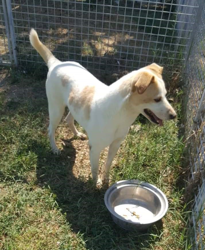 Perla