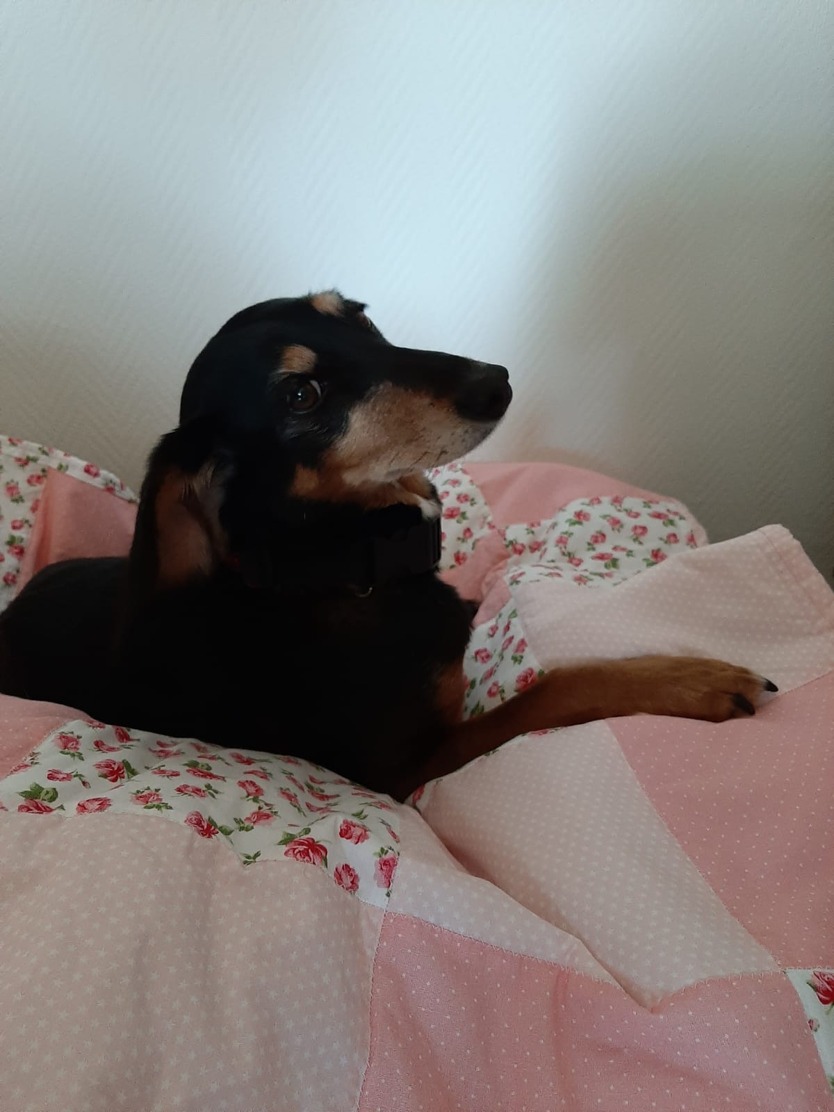 Pollyanna