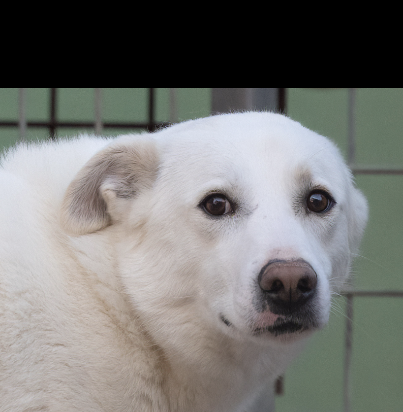 Murro