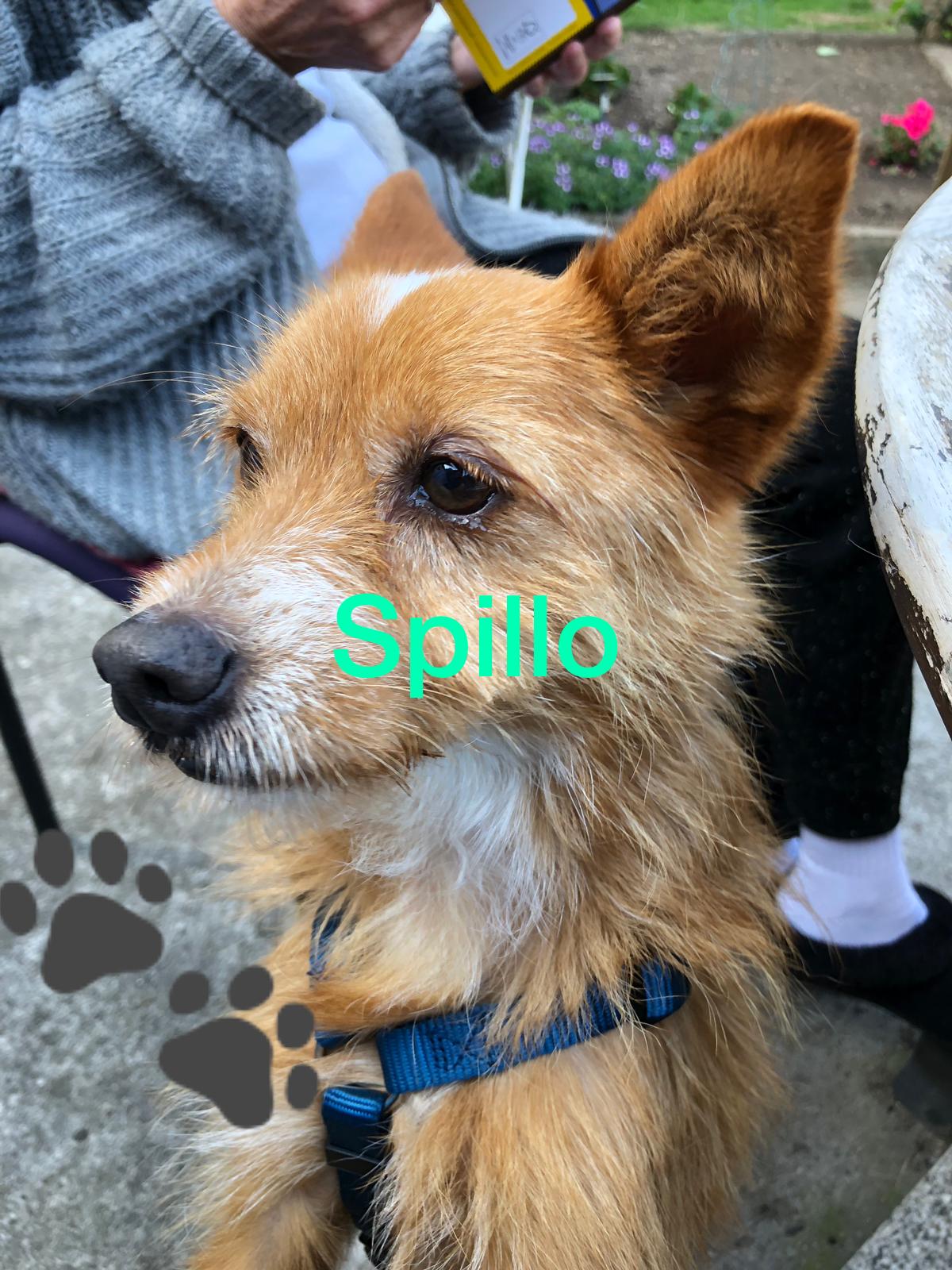 Spillo