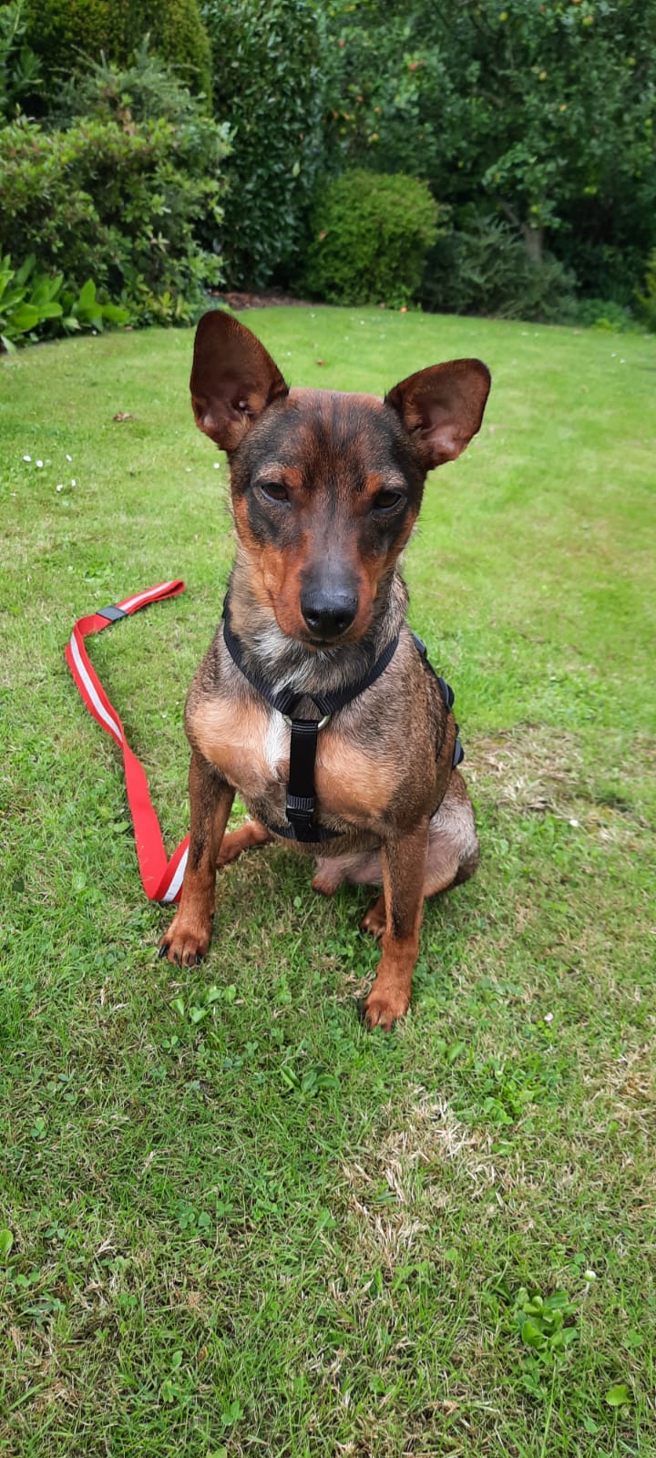Tino