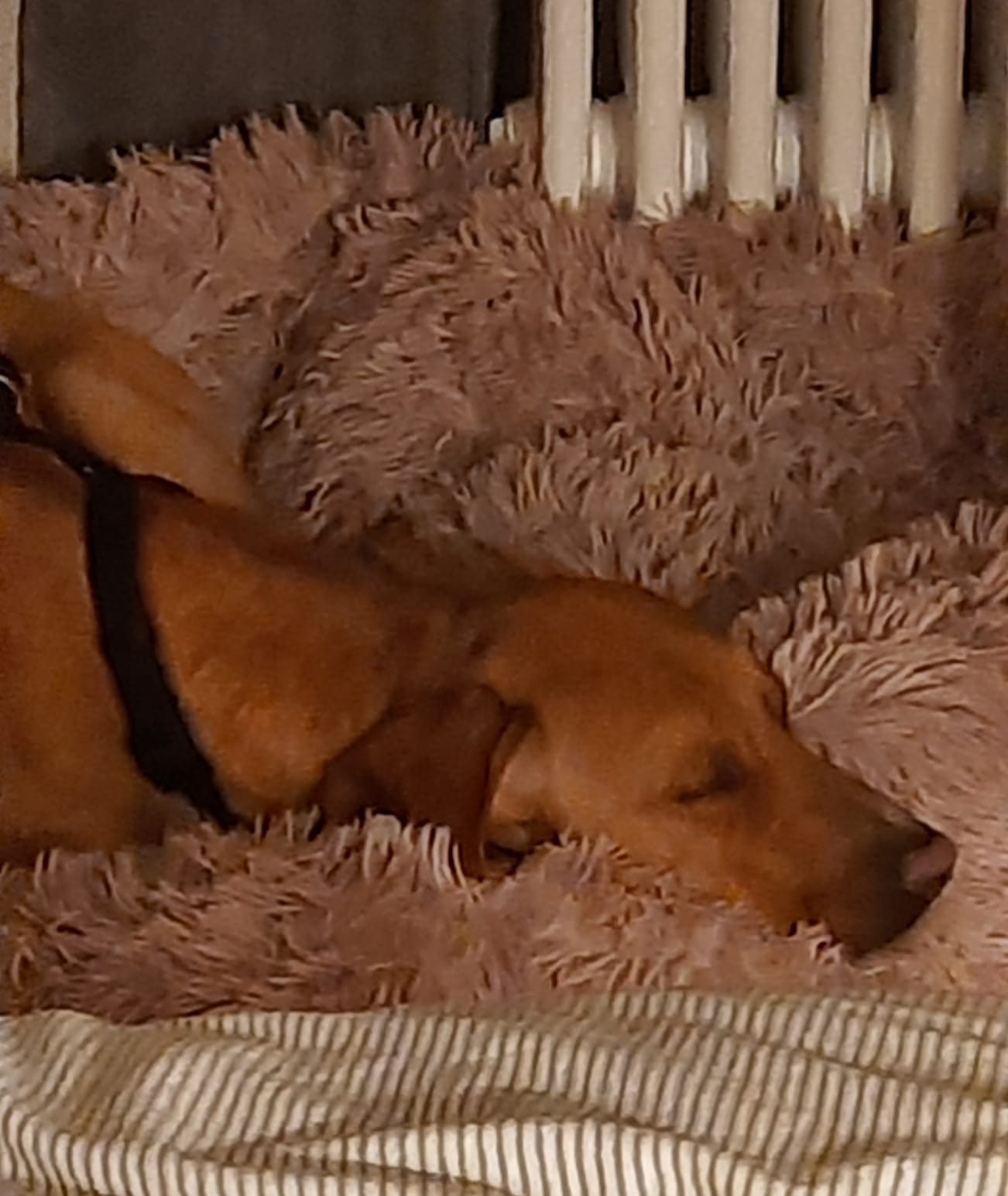Tito