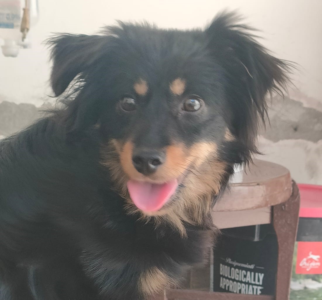 Enzo