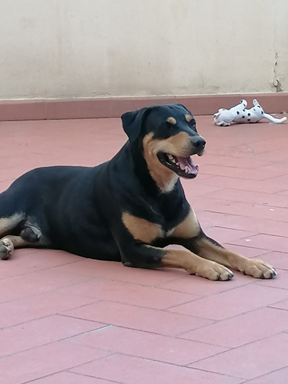 Lapo