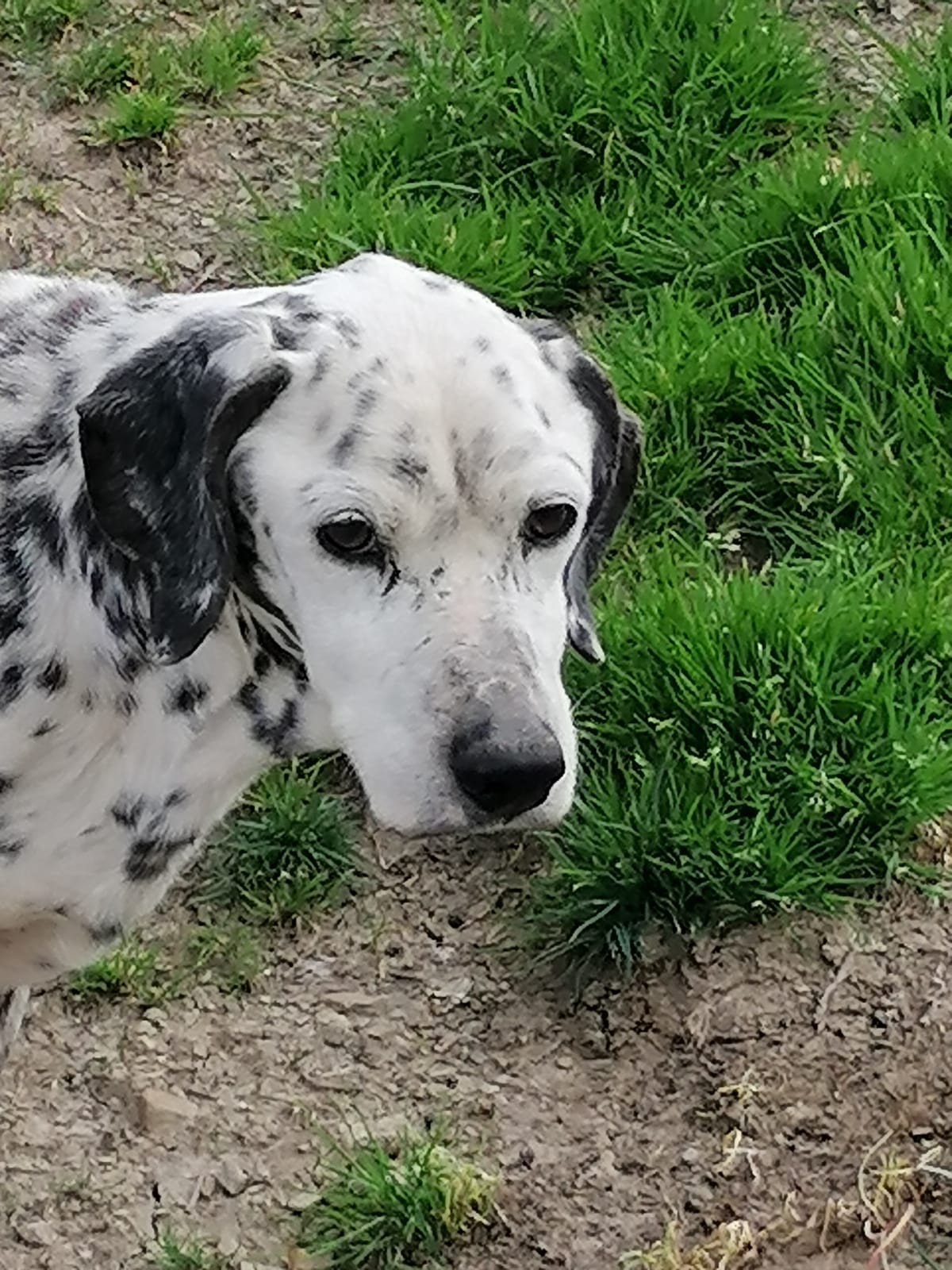 Pongo