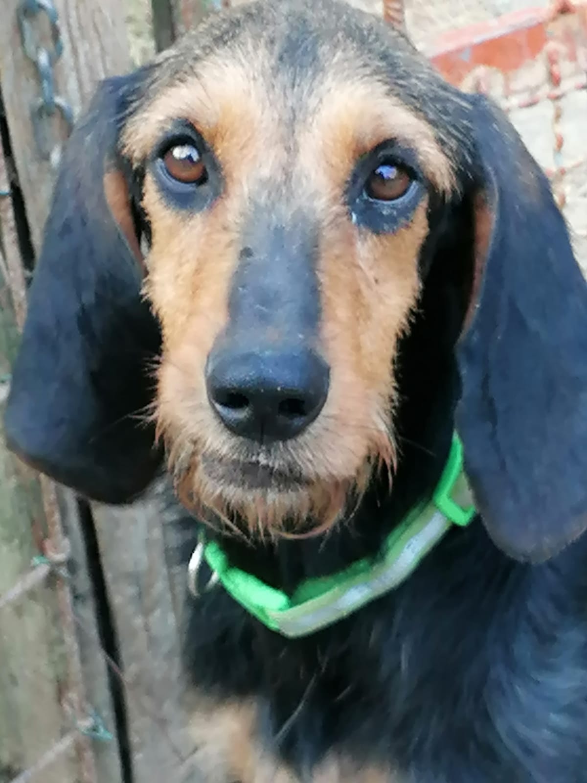 Teresa