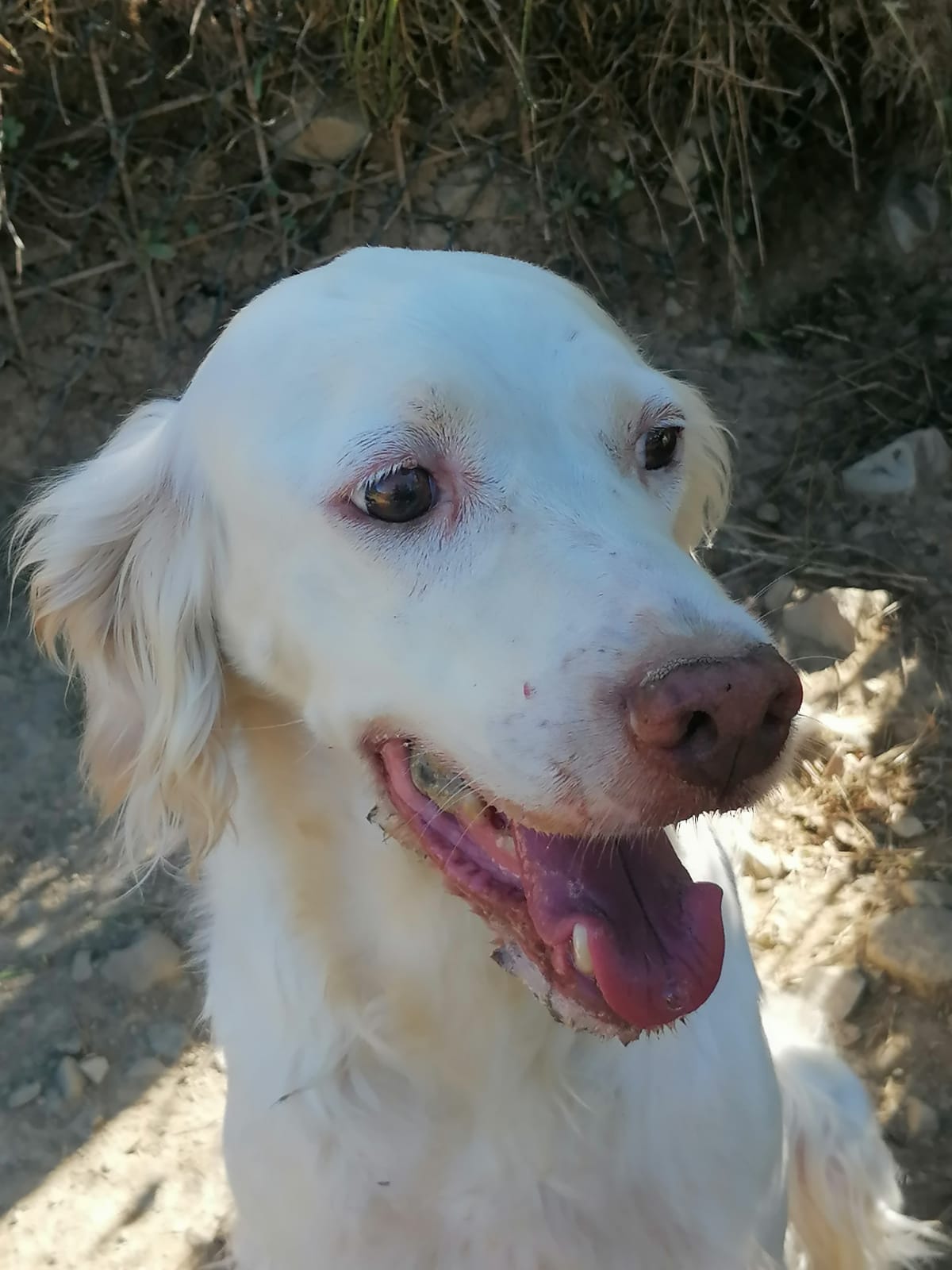 Biancaneve