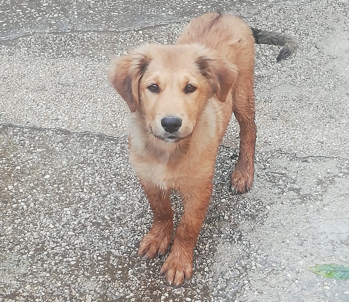 Lupo