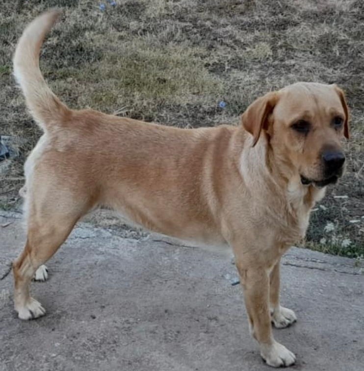 Nanni
