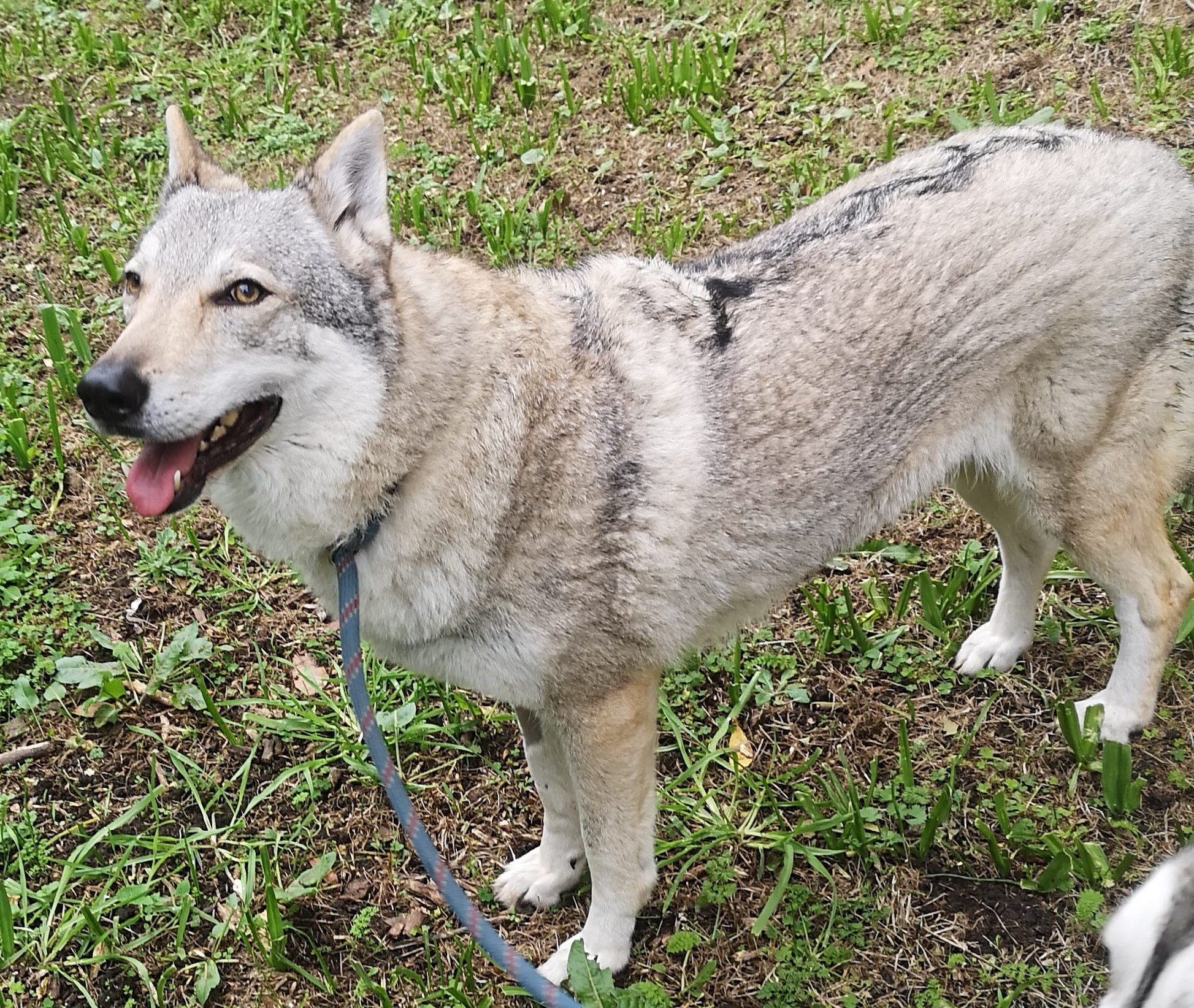 Nala