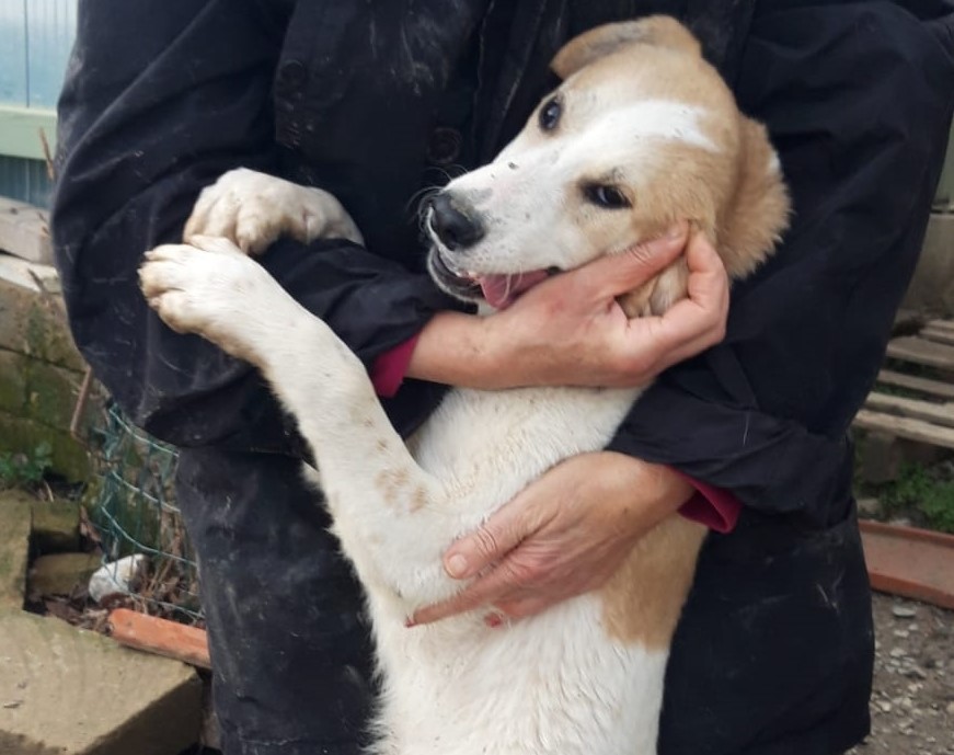 Polpetta