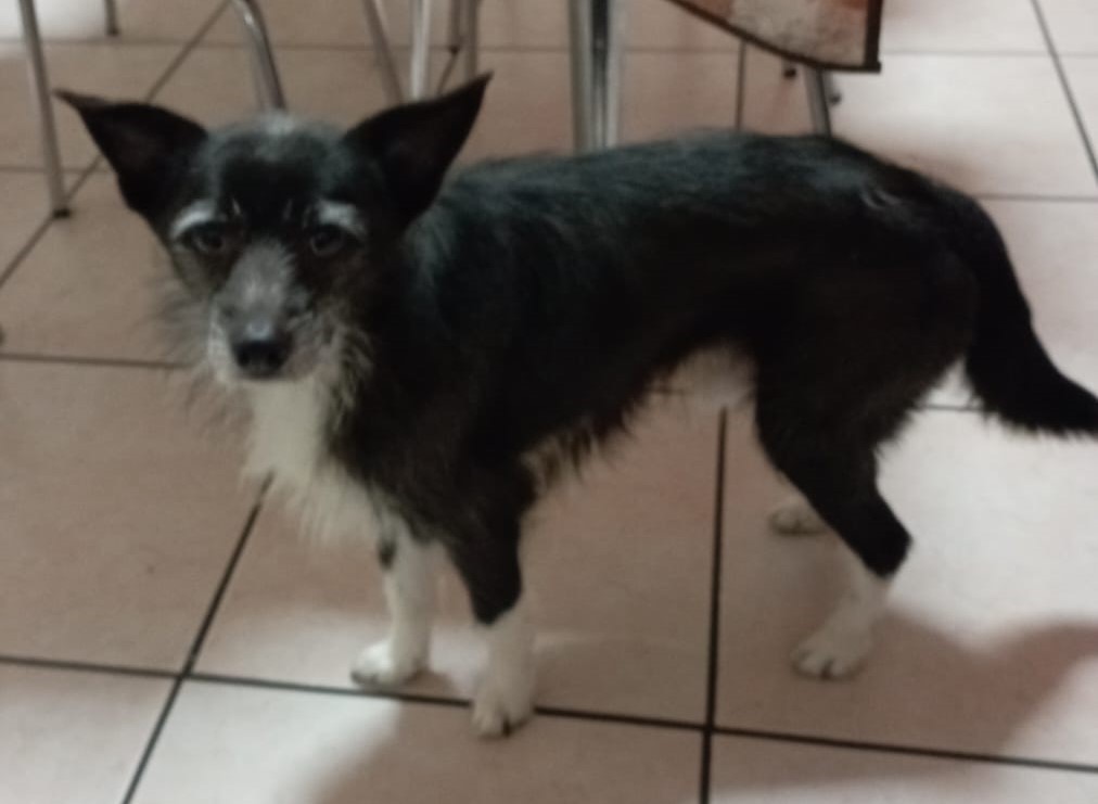 Filou