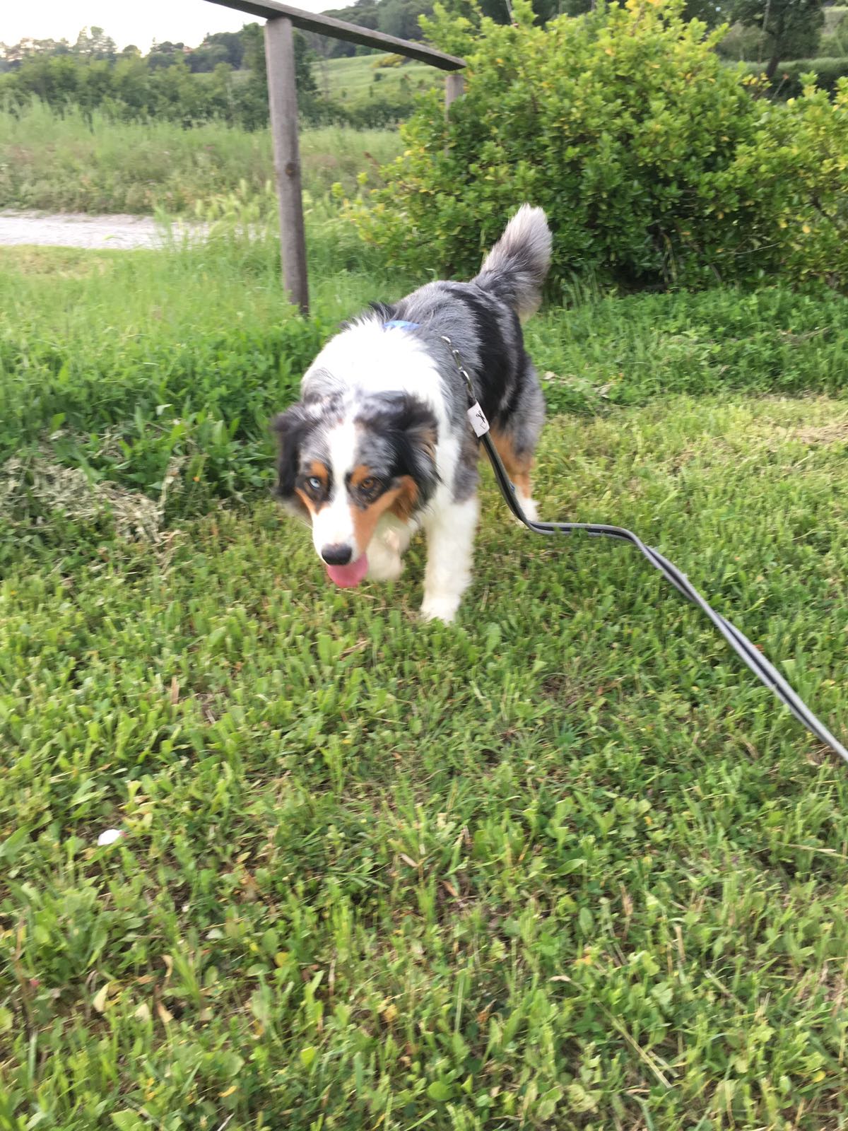 Zorro