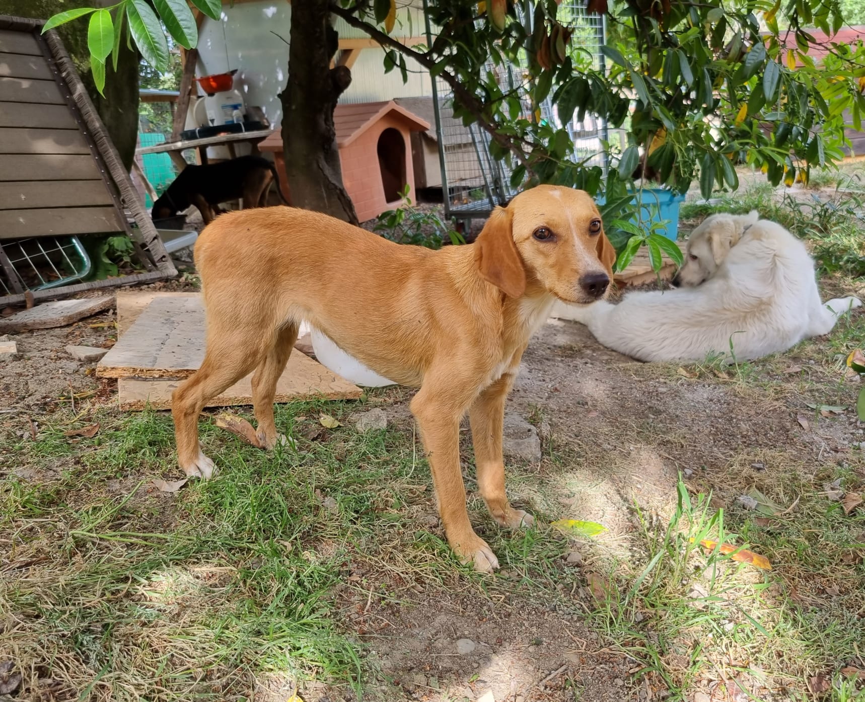 Cica