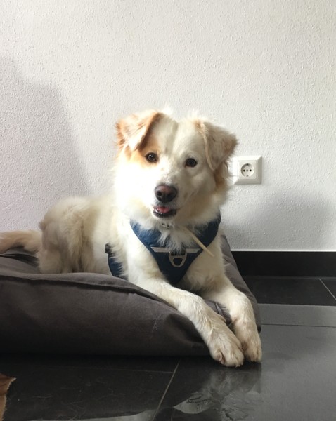 Max