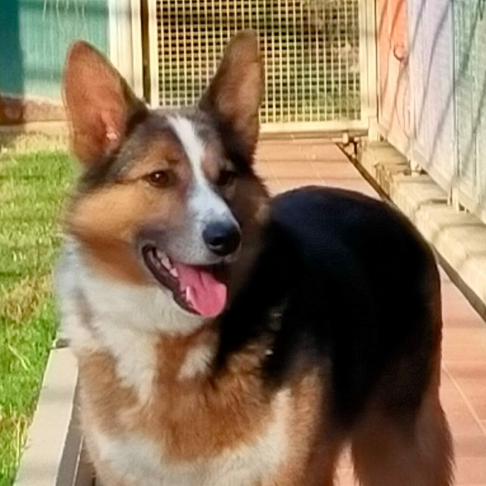 Django