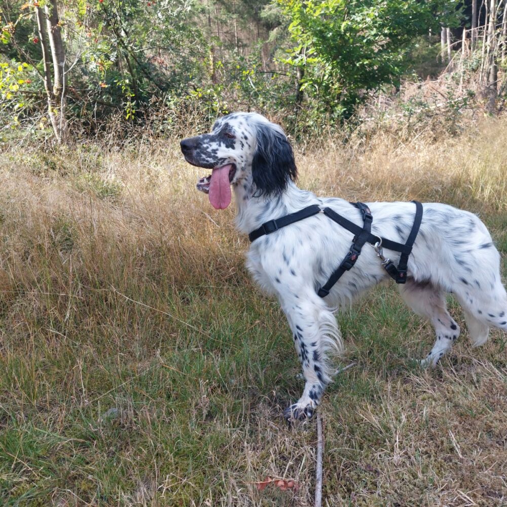 Sambia