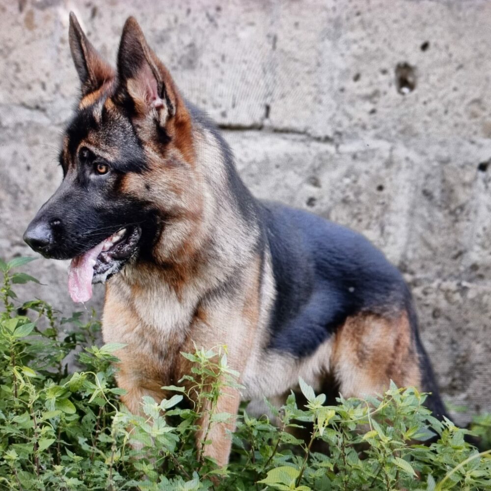 Baron