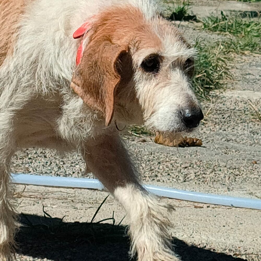 Dorotea