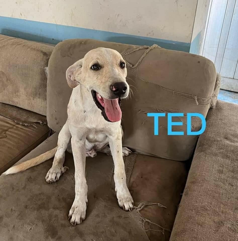 Ted