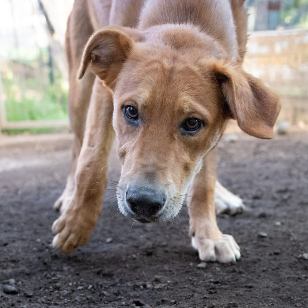 Adolfo