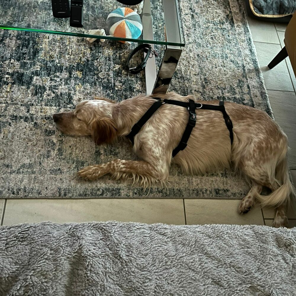 Mister Dik