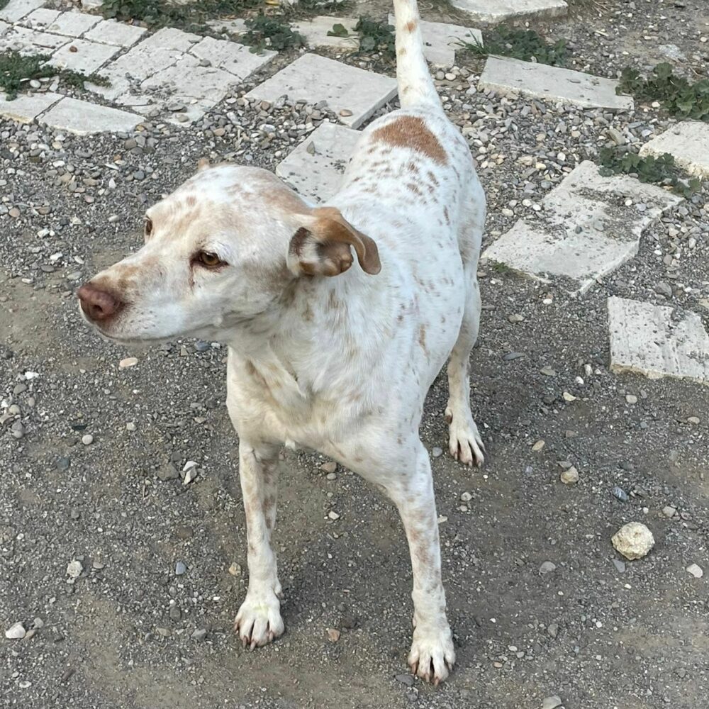 Lapo