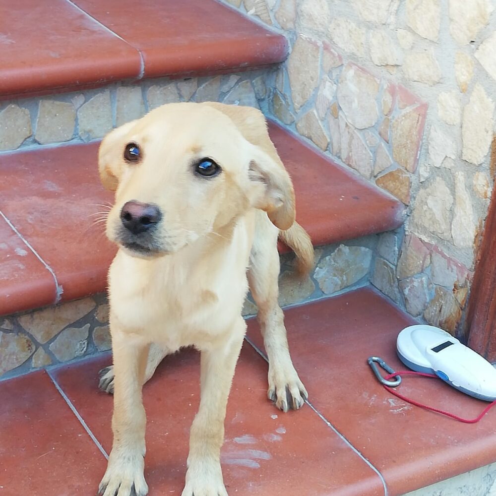Lia