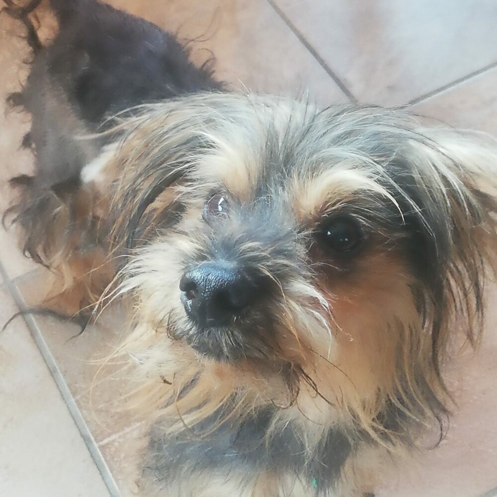 Snoopy
