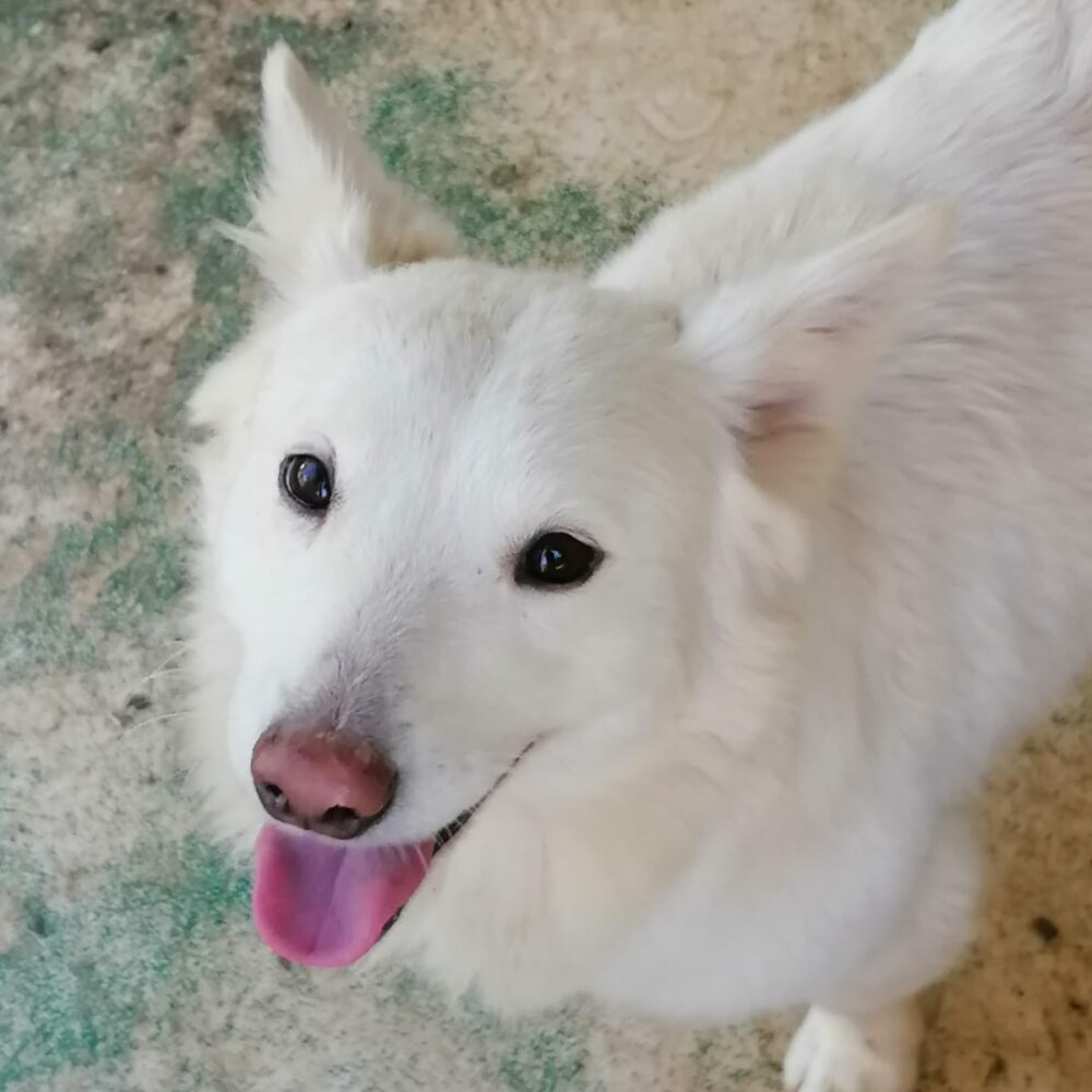 Aldo
