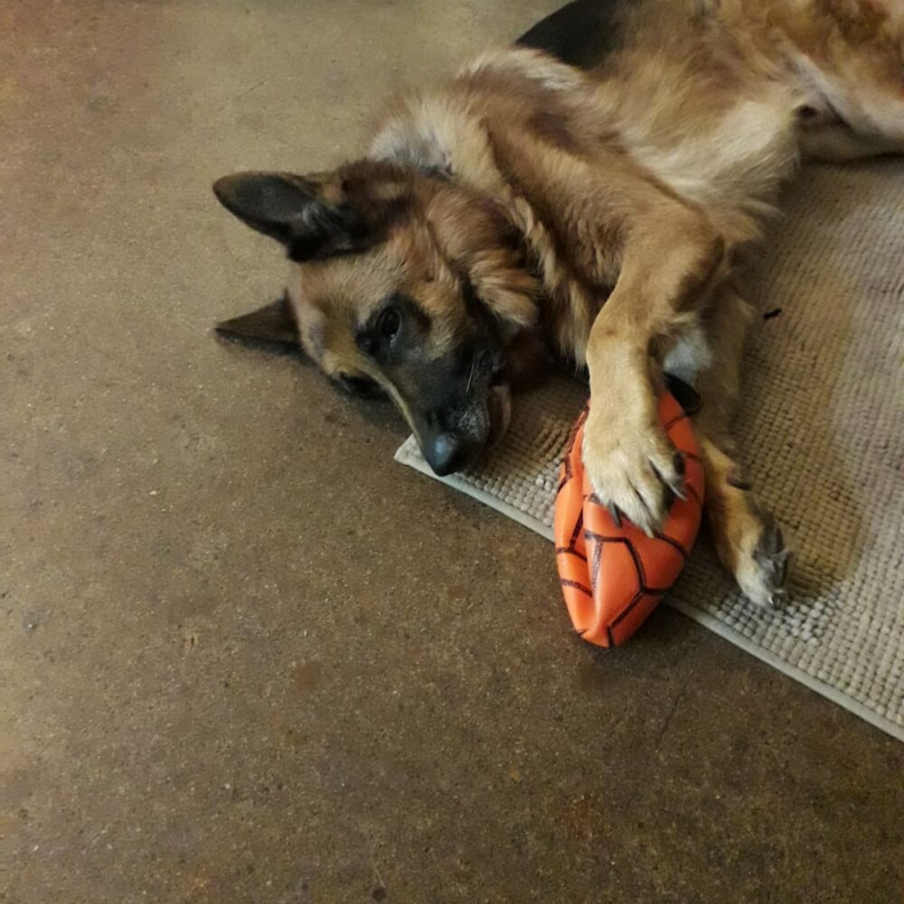 Rex
