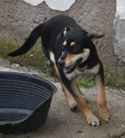 Alva