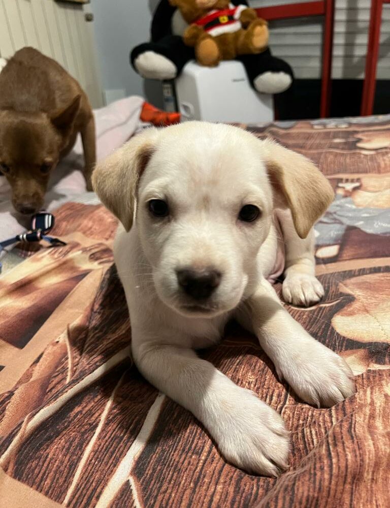 Pongo