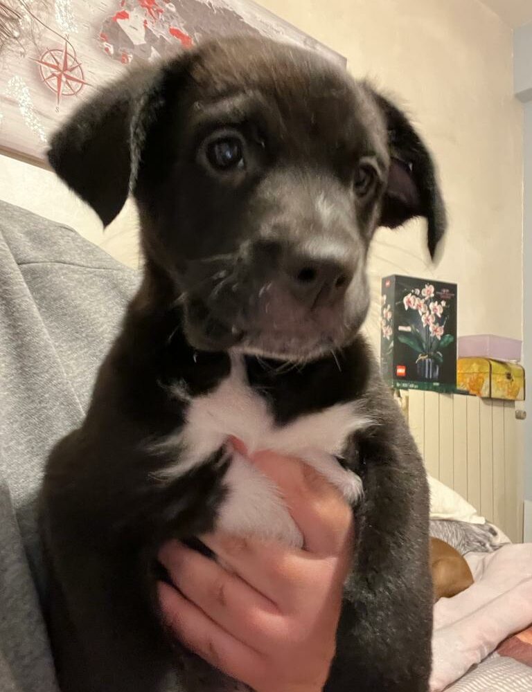 Matteo