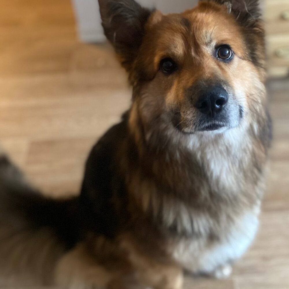 Sully