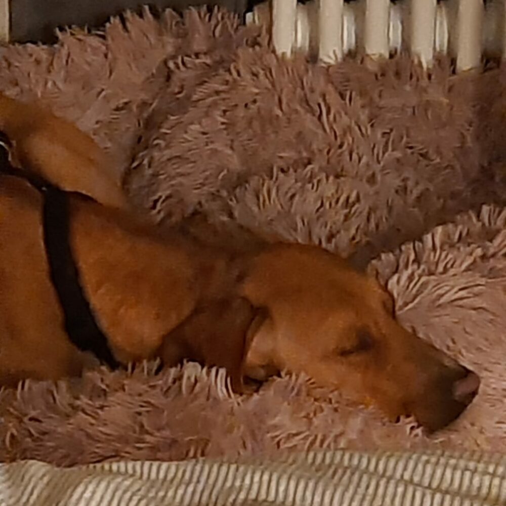 Tito
