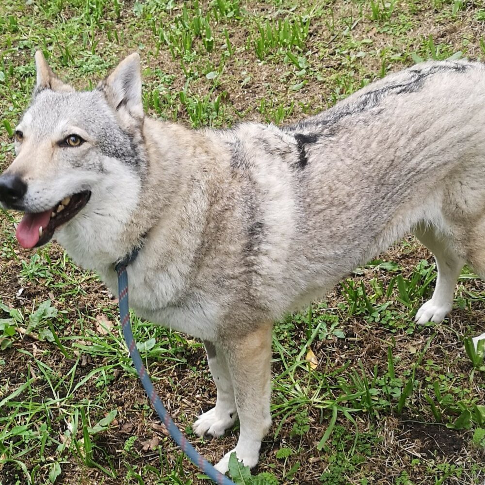 Nala